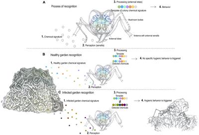 How Do Leaf-Cutting Ants Recognize Antagonistic Microbes in Their Fungal Crops?